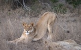 Serondella - downward cat